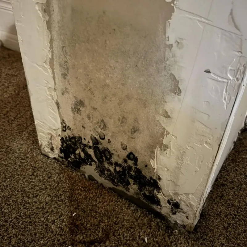 Professional Mold Removal in Bellevue, IA